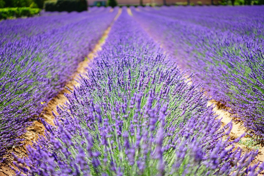 Provence-Alpes-Côte d'Azur