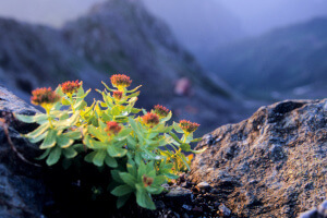 Rhodiola Rosea, plante de montagne